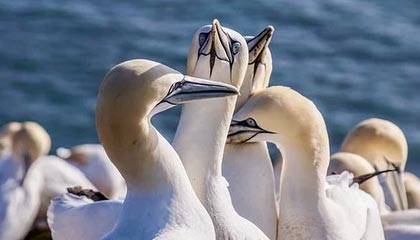 高端局！美媒晒多位球星近期野球局 戈登、穆雷、小贾等人在列